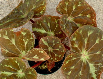 Begonia barsalouxiae