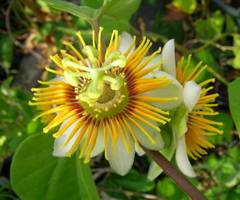 Passiflora holosericea