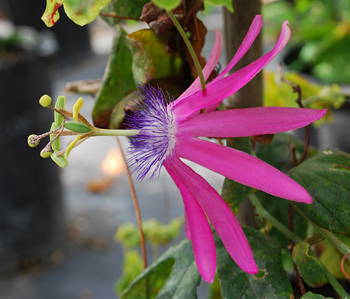 Passiflora kermesina