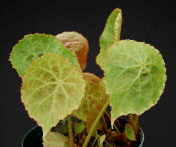 Begonia goegoensis