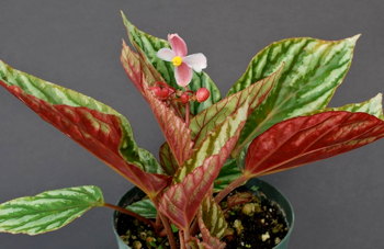 Begonia U604