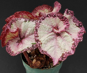 Begonia Victorian