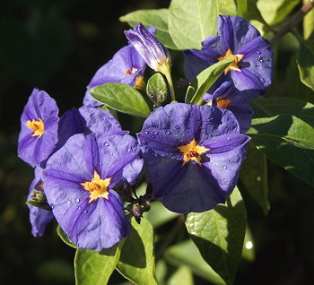 Lycianthes rantonnetii - Blue Flower