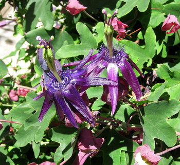 Passiflora umbilicata