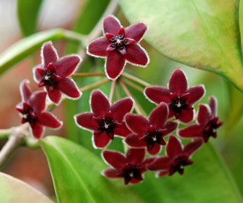 Hoya lamingtoniae