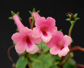 Sinningia April Pink