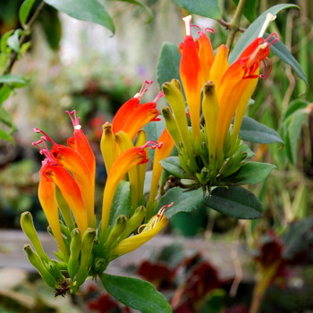 Aeschynanthus speciosus