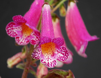 Smithiantha HCYs Winter Glory