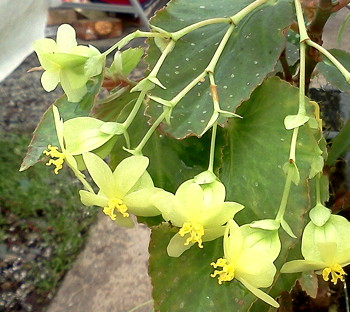 Begonia Mello Yellow