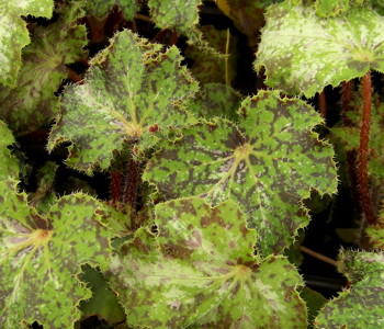 Begonia Pixie Queen