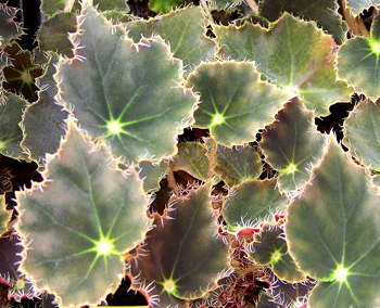 Begonia Bethlehem Star