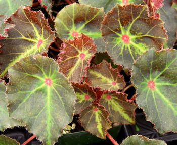 Begonia Boyfriend