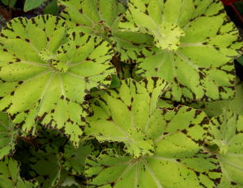 Begonia Leprechaun's Kiss