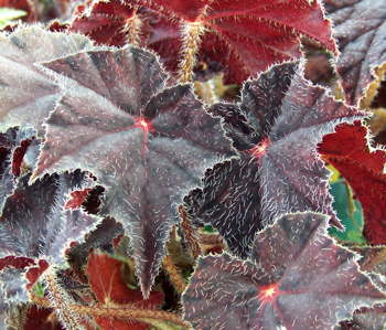 Begonia Hallows' Eve