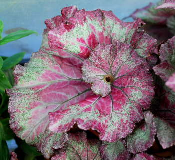 Begonia Edwardian