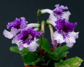 Streptocarpus TsF Gisele