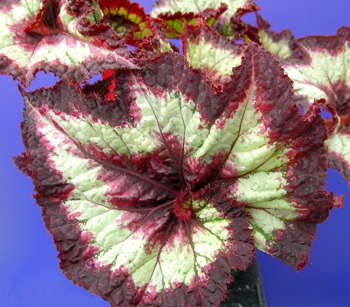 Begonia Shaun Henthorne