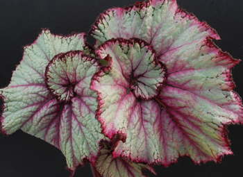 Begonia Vanessa