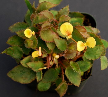 Begonia vankerckhovenii