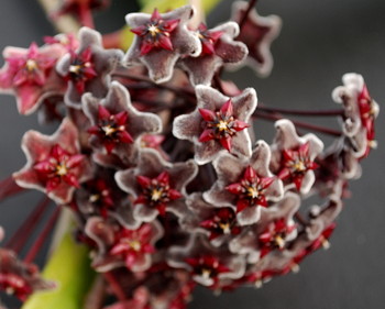 Hoya pubicalyx Black Dragon