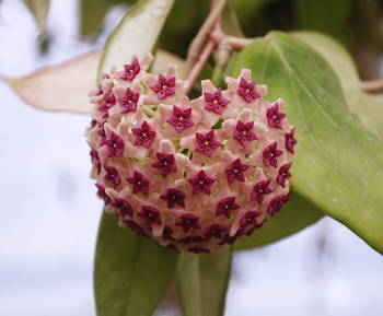 Hoya aldrichii