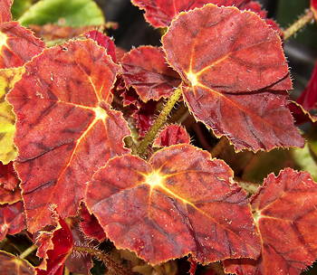 Begonia Palomar Sunset