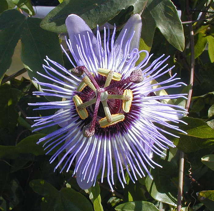 Kartuz Greenhouses Passiflora Blue Bouquet