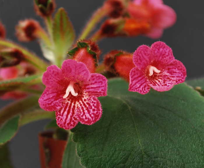 Kohleria Peridots Tom Thumb