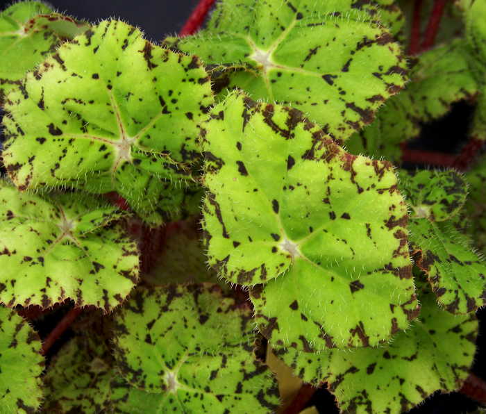 Begonia Very Verde