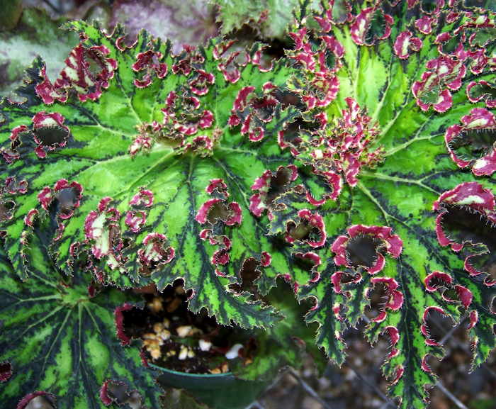 Begonia Diane Parr