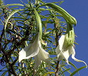 Brugmansia Culebra