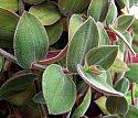 Tradescantia Baby Bunny Bellies