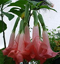 Brugmansia Velvet Rose