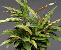 Calathea rufibarba Compact