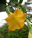 Brugmansia Shooting Star