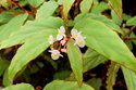 Begonia boisiana