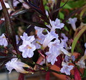 Strobilanthes persicifolia