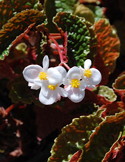 Begonia Palomar Storm