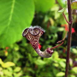 Ceropegia carnosa