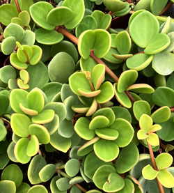 Peperomia perciliata